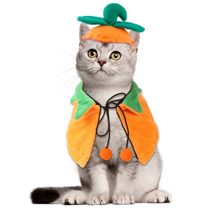 Cat wearing a pumpkin costume on a white background